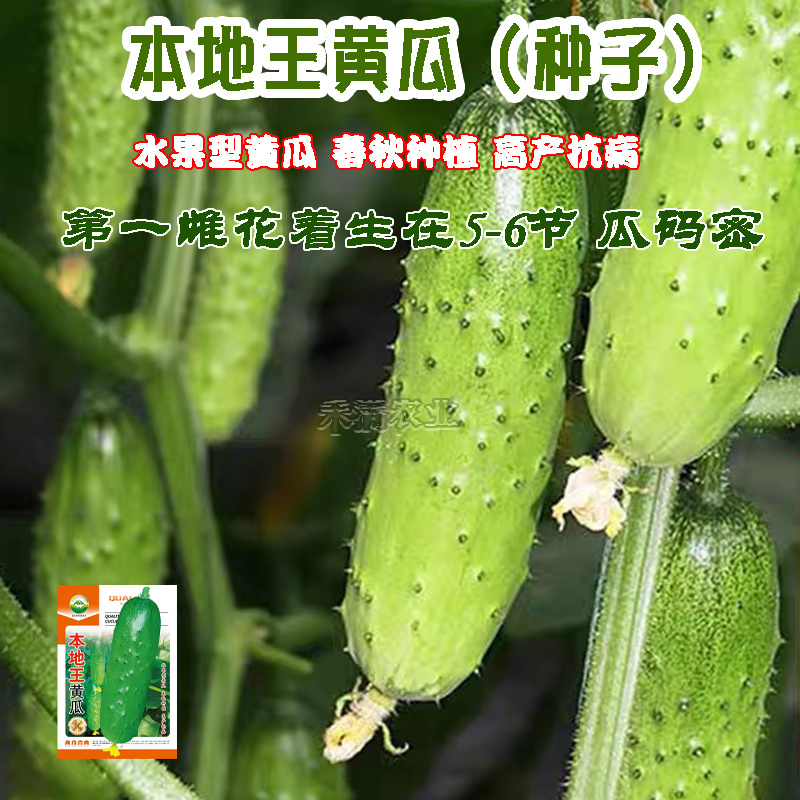 本地王黄瓜种子蔬菜种子水果黄瓜种籽大全黄瓜籽种旱黄瓜种子