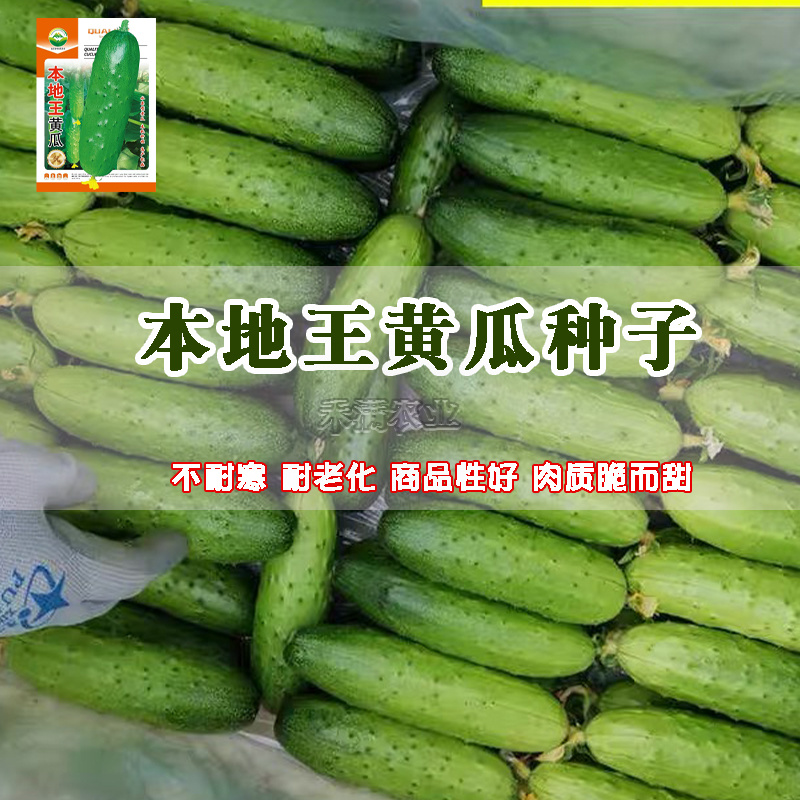 本地王黄瓜种子蔬菜种子水果黄瓜种籽大全黄瓜籽种旱黄瓜种子