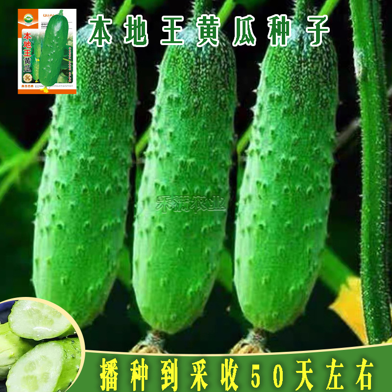本地王黄瓜种子蔬菜种子水果黄瓜种籽大全黄瓜籽种旱黄瓜种子