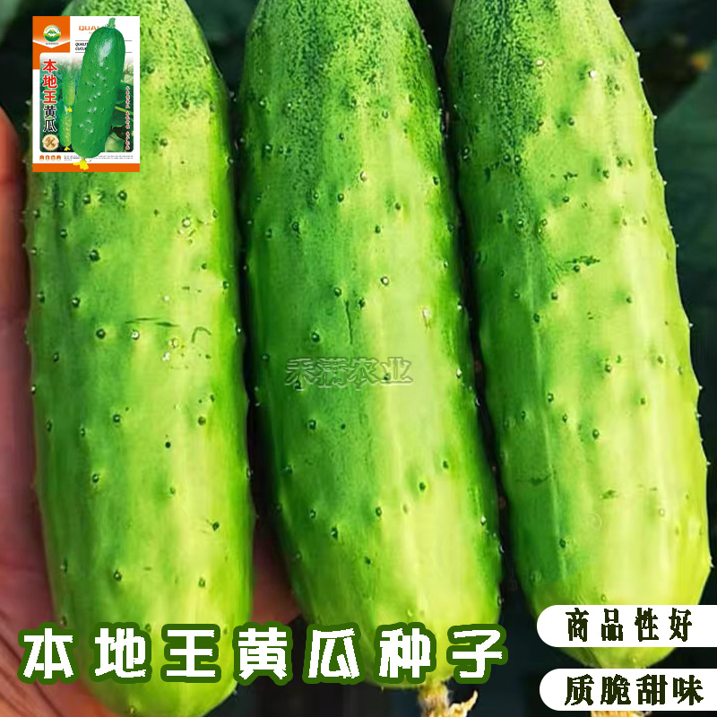 本地王黄瓜种子蔬菜种子水果黄瓜种籽大全黄瓜籽种旱黄瓜种子