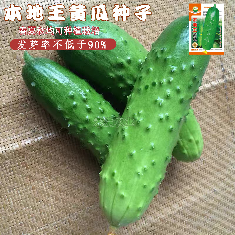 本地王黄瓜种子蔬菜种子水果黄瓜种籽大全黄瓜籽种旱黄瓜种子