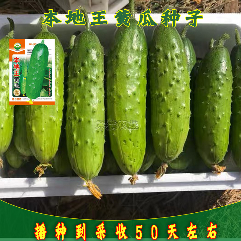 本地王黄瓜种子蔬菜种子水果黄瓜种籽大全黄瓜籽种旱黄瓜种子