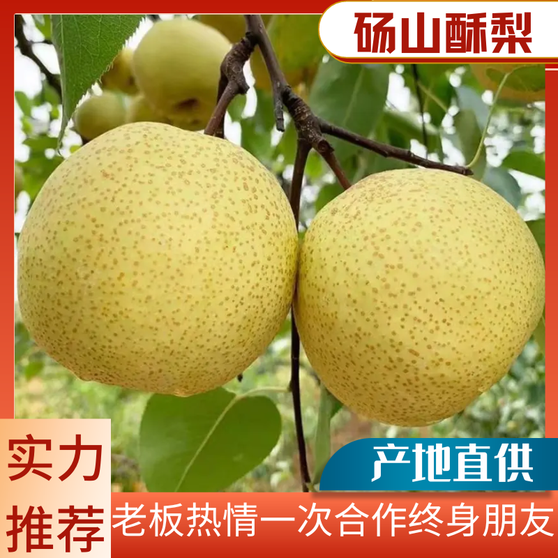 安徽砀山酥梨新鲜采摘脆甜多汁产地一手货源欢迎咨询