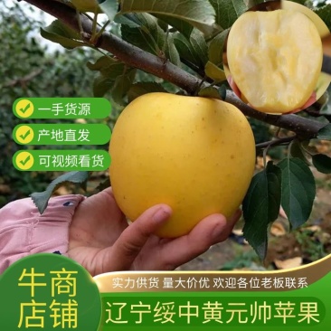 辽宁苹果金帅苹果货源充足产地直发欢迎各地老板致电