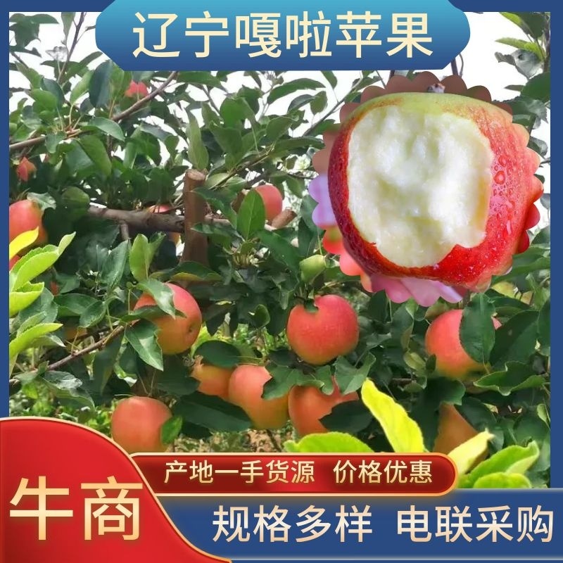辽宁苹果嘎啦苹果产地直发货源充足大量供应欢迎致电