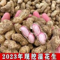 精品鲜花生电商货市场货加工厂货颗粒饱满带壳花生大量供应