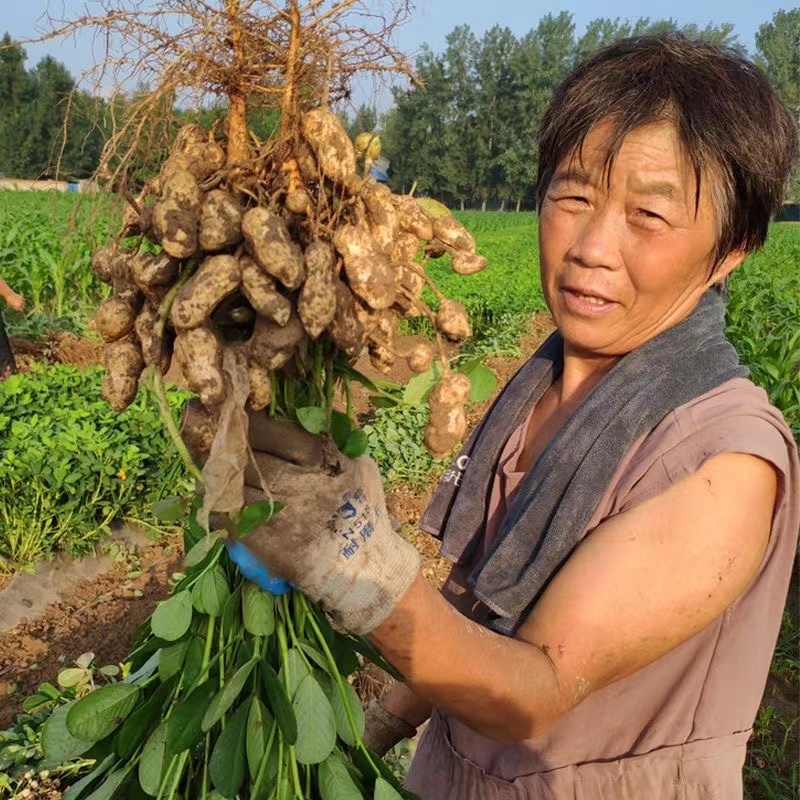 精品鲜花生电商货市场货加工厂货颗粒饱满带壳花生大量供应