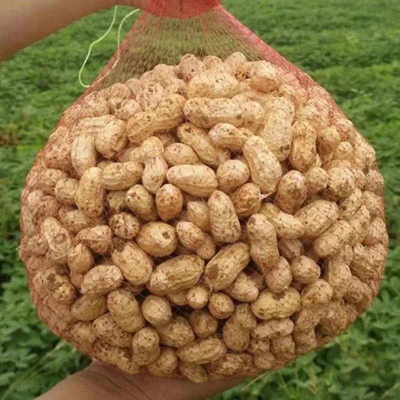 精品鲜花生电商货市场货加工厂货颗粒饱满带壳花生大量供应
