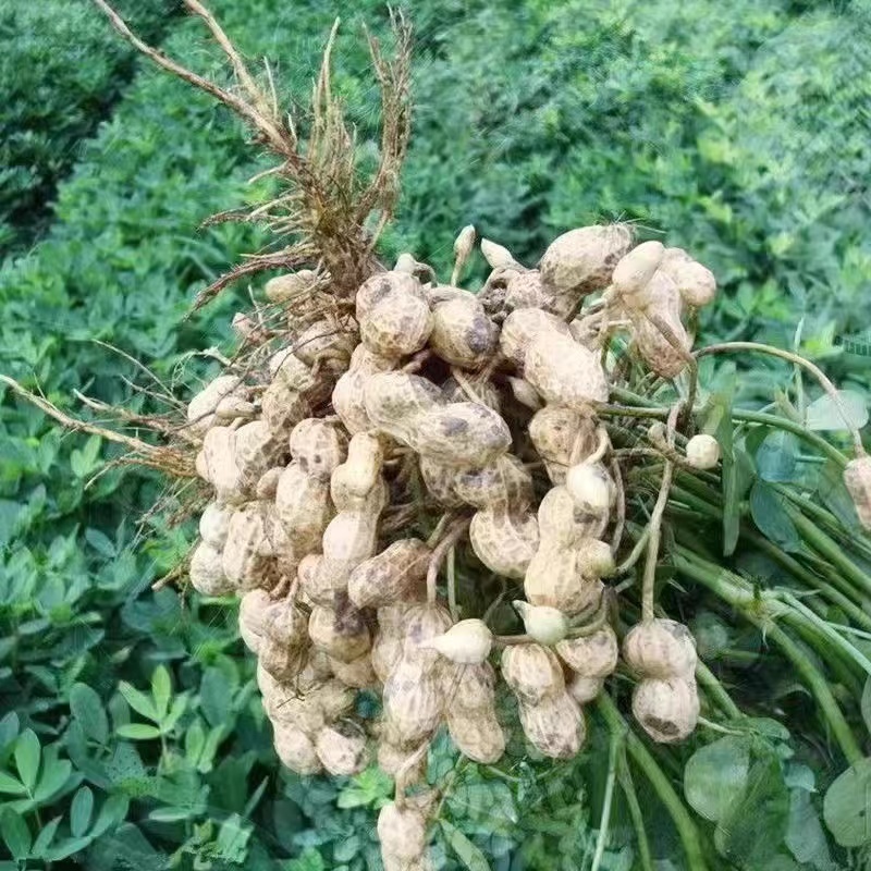 精品鲜花生电商货市场货加工厂货颗粒饱满带壳花生大量供应