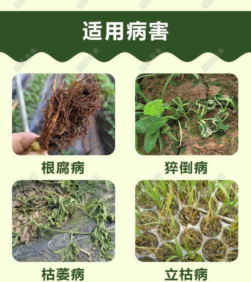 甲霜恶霉灵3%根腐猝倒死棵烂苗茎基腐软腐