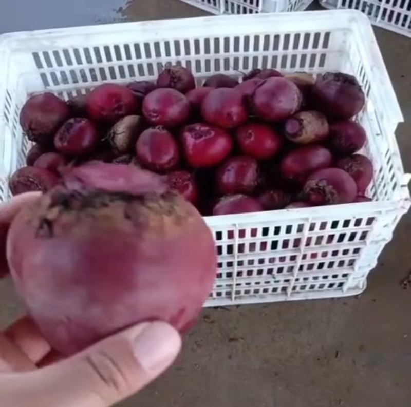 甜菜根，产地呼伦贝尔大草原，红甜菜，价格电话商议为准