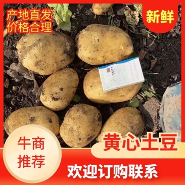 土豆，黄金薯，产地呼伦贝尔，电话议价为准，欢迎来电