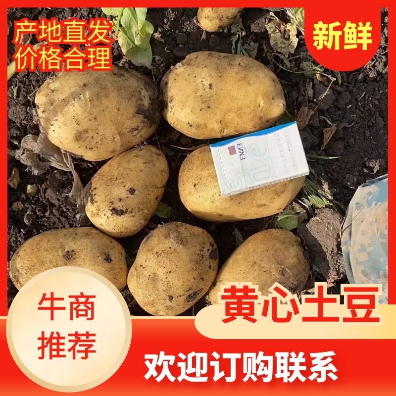 土豆，黄金薯，产地呼伦贝尔，电话议价为准，欢迎来电