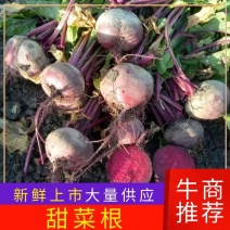 甜菜根，产地呼伦贝尔大草原，红甜菜，价格电话商议为准