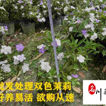 现货供应双色茉莉双色茉莉优质种植户观花观叶绿植