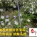 现货供应双色茉莉双色茉莉优质种植户观花观叶绿植
