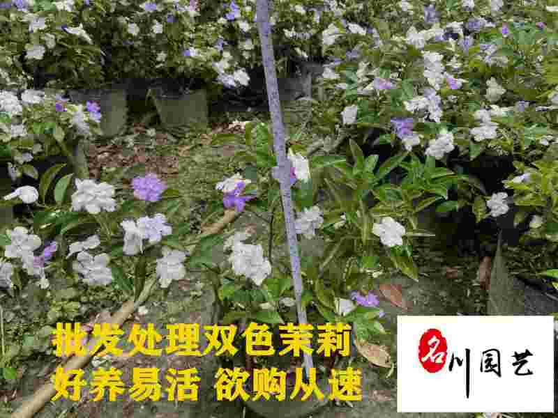 现货供应双色茉莉双色茉莉优质种植户观花观叶绿植