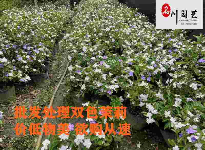 现货供应双色茉莉双色茉莉优质种植户观花观叶绿植