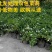 现货供应双色茉莉双色茉莉优质种植户观花观叶绿植