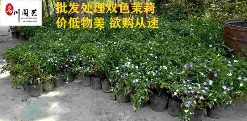 现货供应双色茉莉双色茉莉优质种植户观花观叶绿植