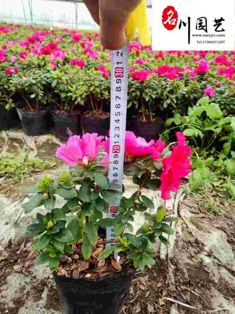 供应多色西洋鹃杯苗-比利时杜鹃-花海绿篱灌木-园林庭院观