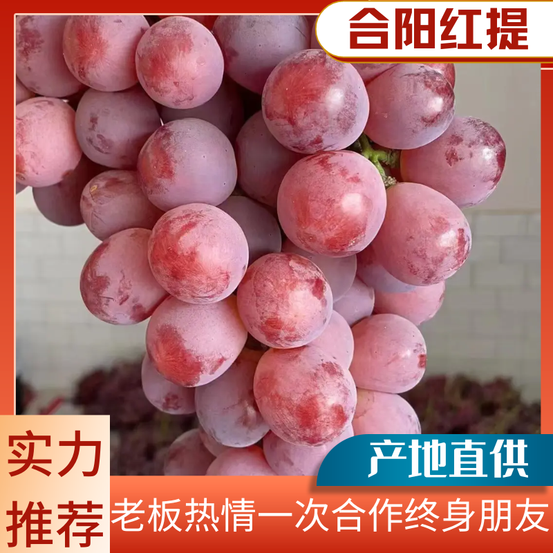 【热卖推荐】陕西合阳红提大量供应一手货源保质保量欢迎来电联系