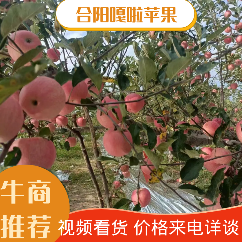 【产地直供】陕西合阳纸袋嘎啦苹果大量供应品质保障一条龙服务
