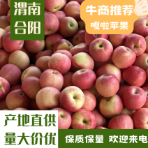 【实力推荐】合阳本地纸袋嘎啦苹果上市货源充足量大价优欢迎电联