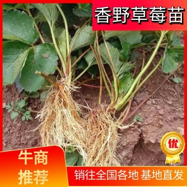 云南楚雄香野草莓苗（隋珠草莓苗）根系粗壮无任何病害大量供应