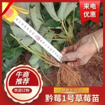 【推荐】黔莓1号草莓苗云南楚雄产地直发品质好需要老板电话