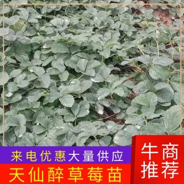 云南楚雄隋珠草莓移栽苗（苗粗壮，无病害）