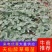 云南楚雄隋珠草莓移栽苗（苗粗壮，无病害）