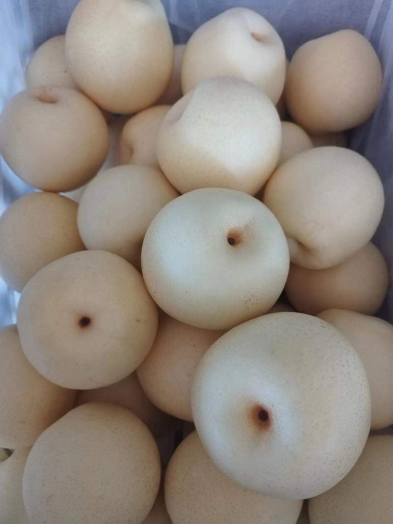 白皮皇冠梨河北赵县梨大量上市产地直发欢迎来电