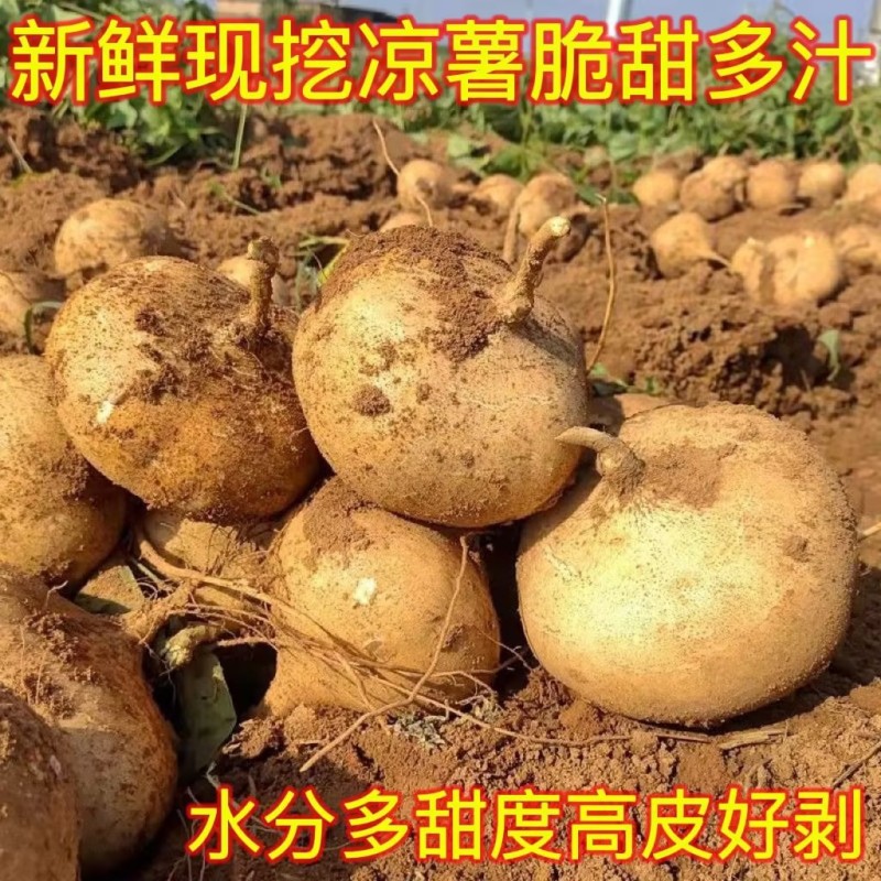 天门正宗地瓜口感脆甜，品质保证，全国发货，欢迎前来咨询