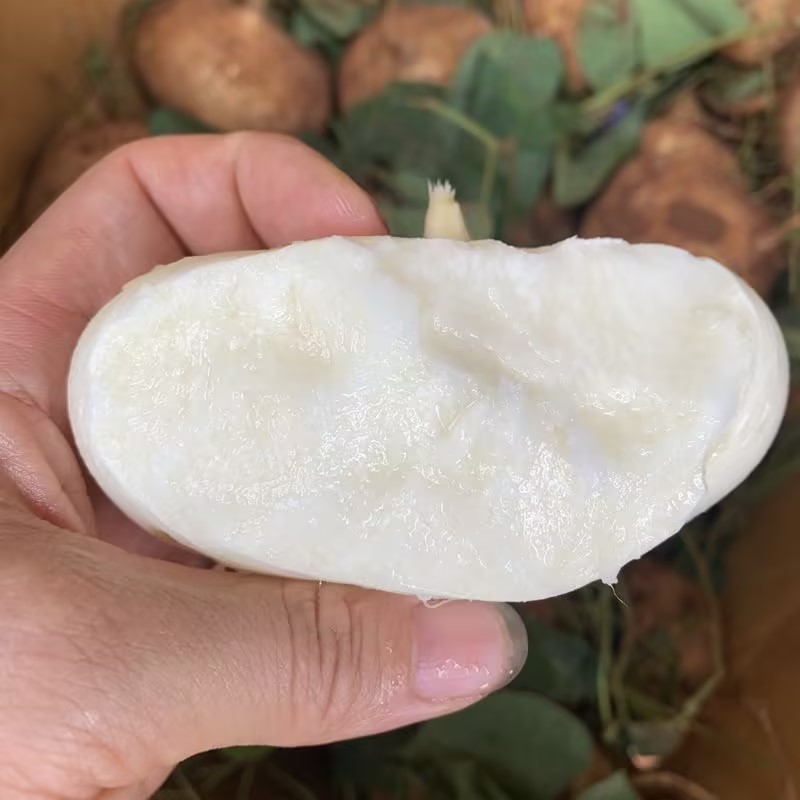 天门正宗地瓜口感脆甜，品质保证，全国发货，欢迎前来咨询