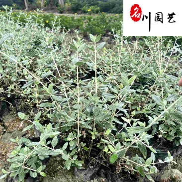 成都基地供应水果兰杯苗-水果篮小苗-园林庭院花境观叶植物