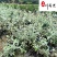 成都基地供应水果兰杯苗-水果篮小苗-园林庭院花境观叶植物