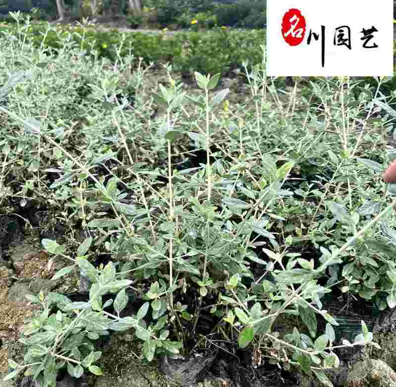 成都基地供应水果兰杯苗-水果篮小苗-园林庭院花境观叶植物