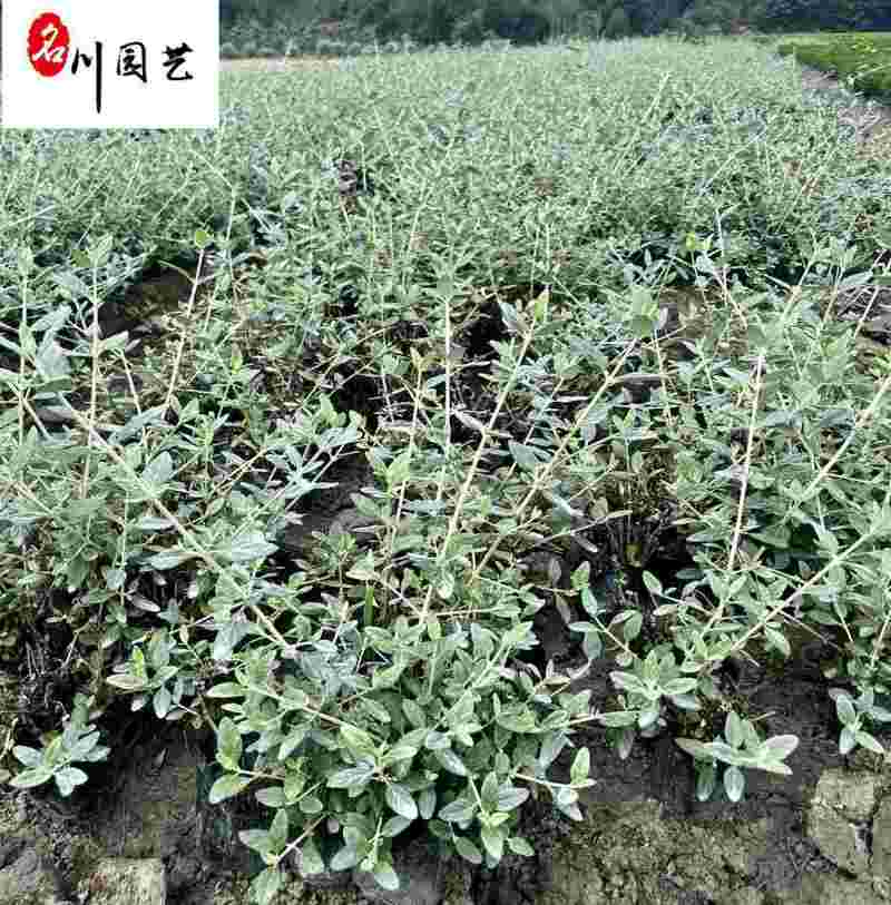 成都基地供应水果兰杯苗-水果篮小苗-园林庭院花境观叶植物