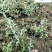 成都基地供应水果兰杯苗-水果篮小苗-园林庭院花境观叶植物