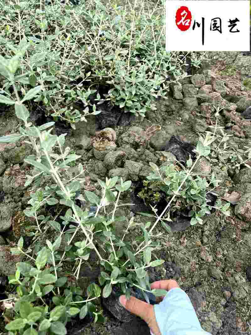 成都基地供应水果兰杯苗-水果篮小苗-园林庭院花境观叶植物