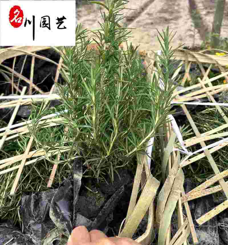 成都绿化苗木基地供应迷迭香杯苗-香草植物-盆栽绿植苗木