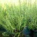 成都绿化苗木基地供应迷迭香杯苗-香草植物-盆栽绿植苗木