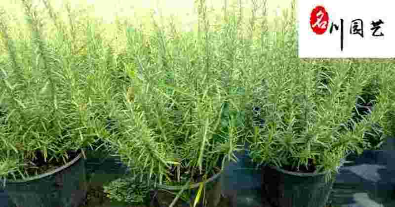 成都绿化苗木基地供应迷迭香杯苗-香草植物-盆栽绿植苗木