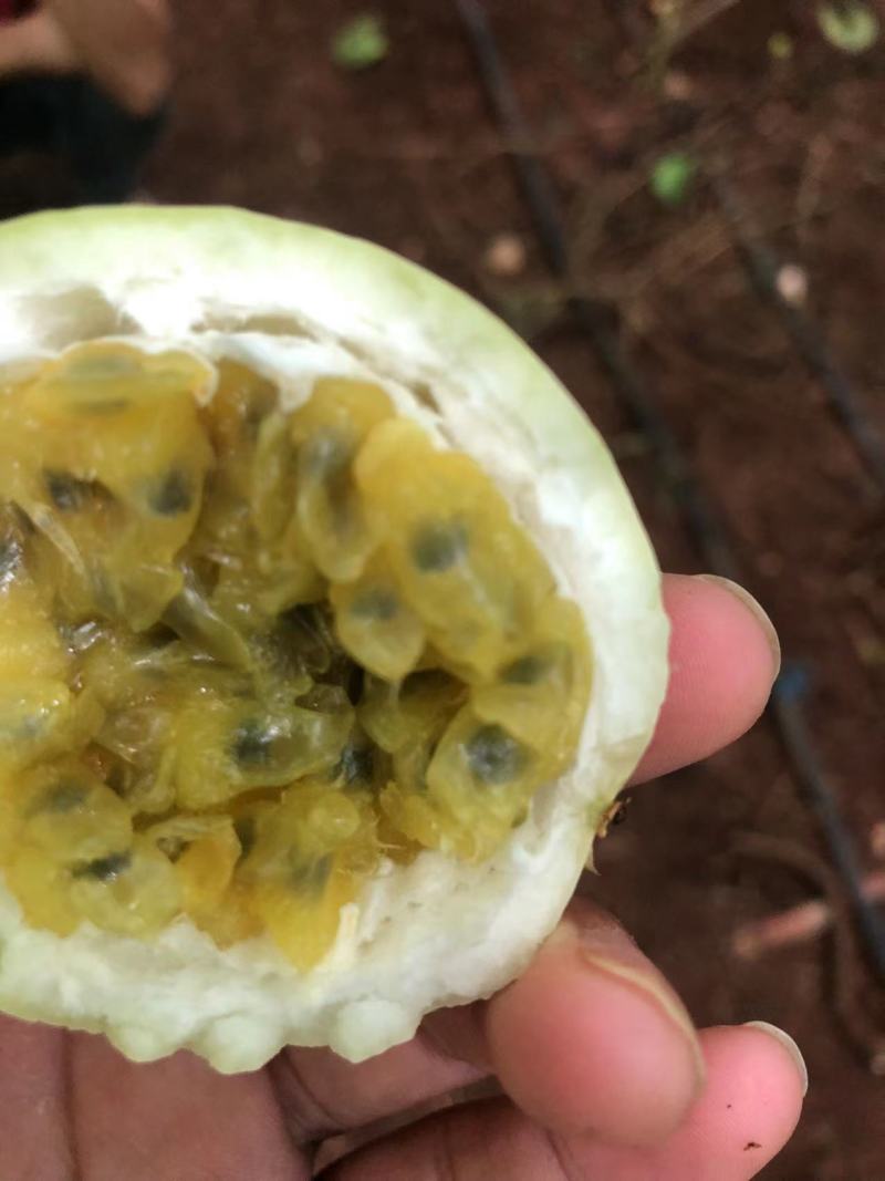 广东百香果钦密九号酸甜爽口质量保障大量有货欢迎致电