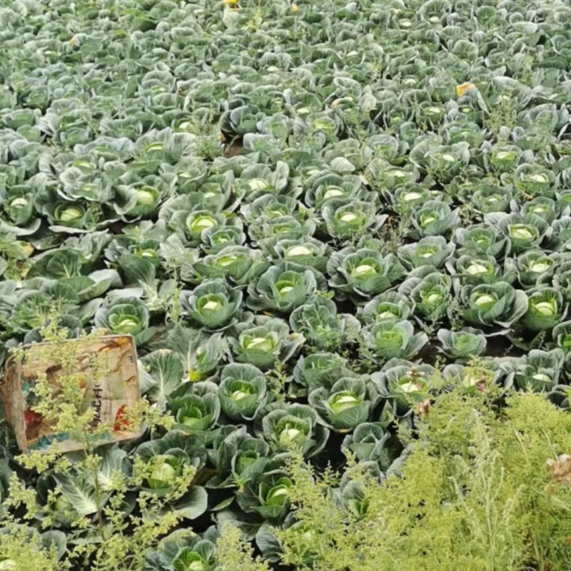 精品优质甘蓝诚信经营一手货源品质保证价格透明欢迎来电！