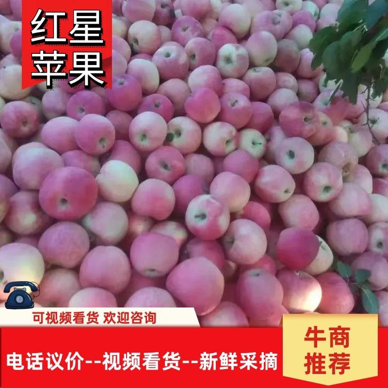 红星苹果产地直发对接各种商超全国可发货
