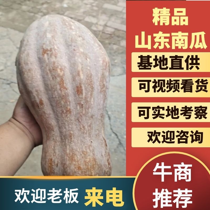 滨州惠民南瓜产地直发有金翰密本，盘龙204，娃娃蜜