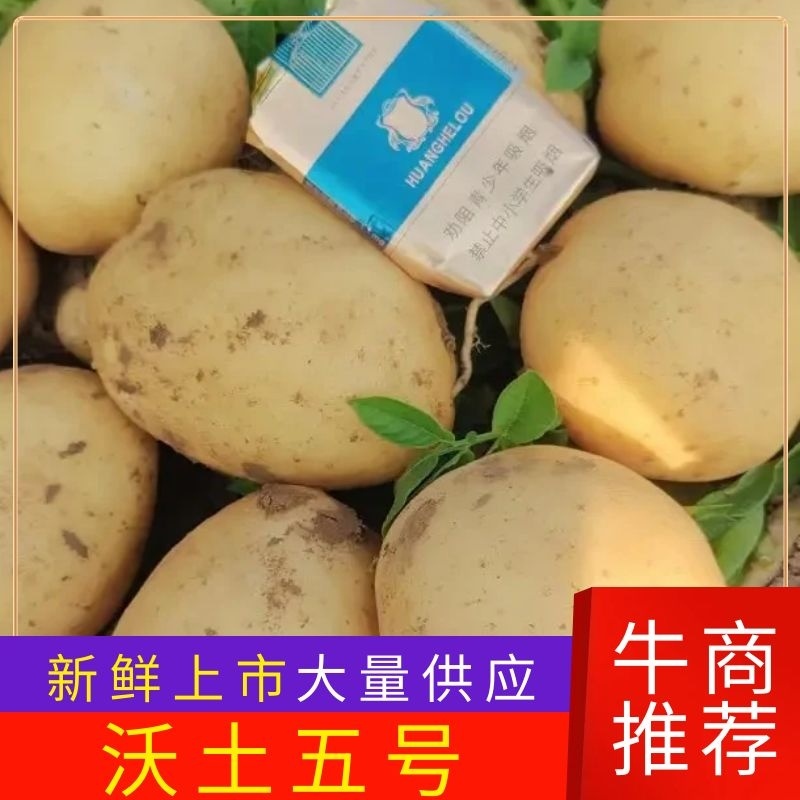 精选沃土五号大量供应产地直发保质保量欢迎致电
