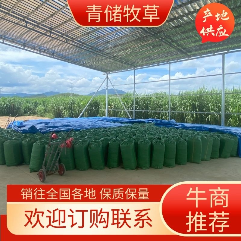 广东侨汇智慧/青储饲料/青贮牧草鲜货量大从优示范基地高品质